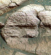 Forr�s: NASA