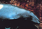 Forr�s: NOAA