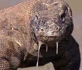 Forr�s: komodonationalpark.org 