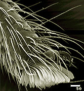 Forr�s: eurekalert.org