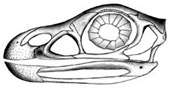 Forr�s: amnh.org/Sterling Nesbitt