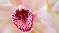Forr�s: [origo]
