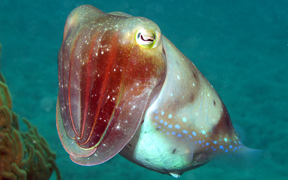 Forr�s: Census of Marine Life