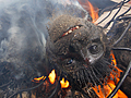 Forr�s: David Maitland / Wildlife Photographer of the Year 2008