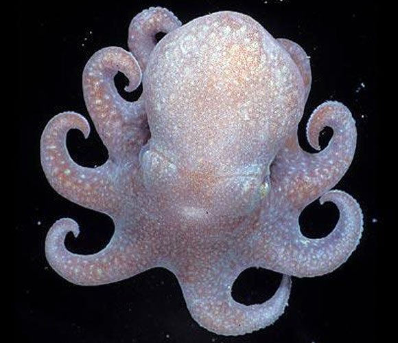 Forrás: Census of Marine Life