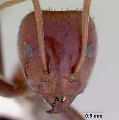 Forr�s: antweb.org