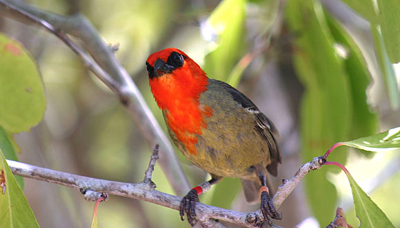 Forr�s: Lucy Garrett/rarebirdsyearbook/IUCN