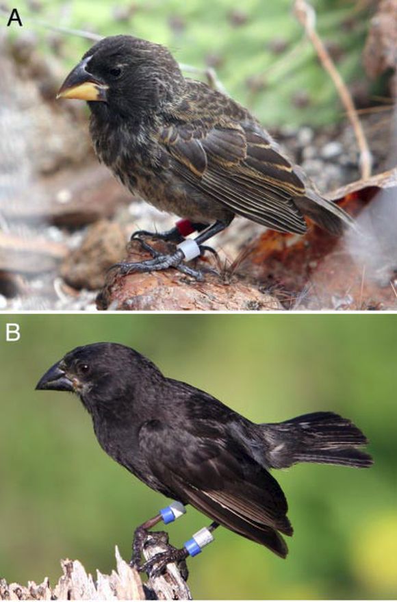 Peter Grant/PNAS Peter Grant/PNAS