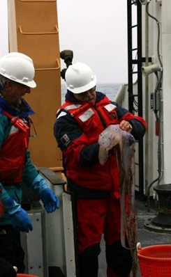 Forrás: Census of Marine Life Forrás: Census of Marine Life