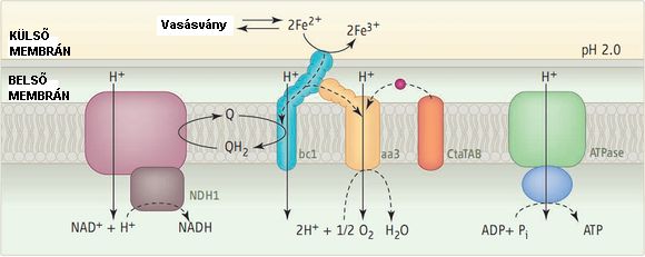 Science/AAAS