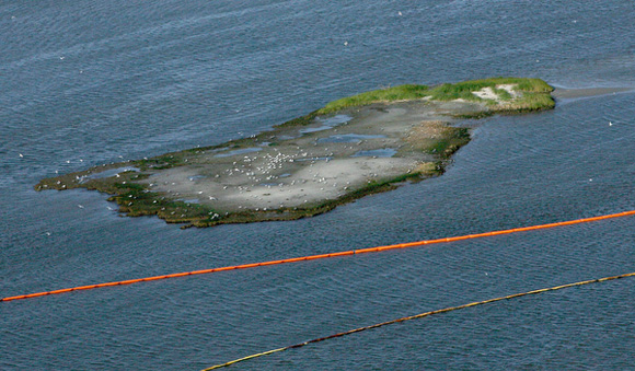 Forr�s: Greenpeace
