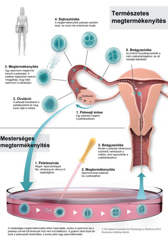 Forr�s: Nobel Committee for Physiology or Medicine 2010