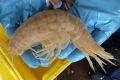 Forr�s: Oceanlab, University of Aberdeen, UK