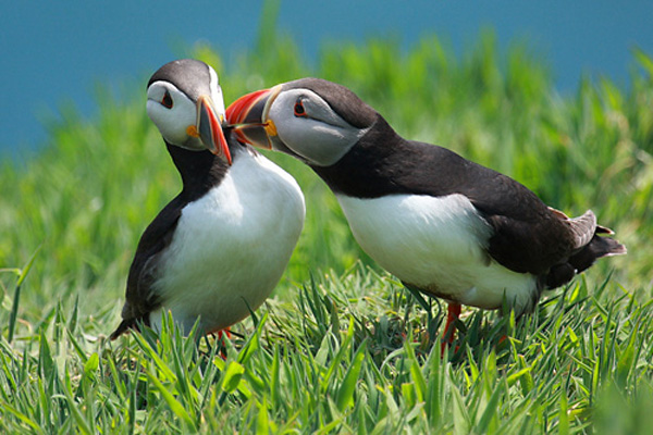nature.org
