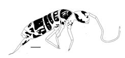Terrestrial Arthropod Reviews Terrestrial Arthropod Reviews