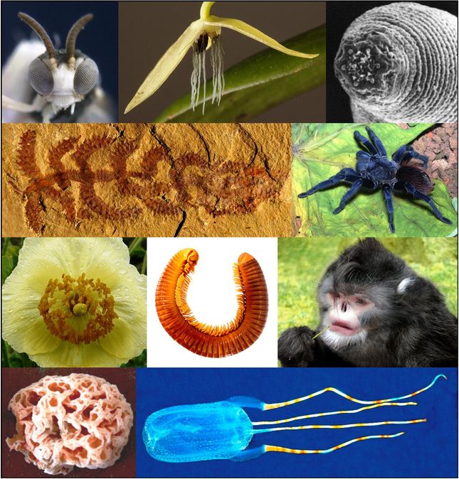 Sara Pennak/International Institute for Species Exploration/Arizona State University Sara Pennak/International Institute for Species Exploration/Arizona State University
